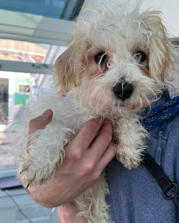 Barry And District News: Eggbert - three months old, Male, Maltese cross Yorkshire Terrier. Eggbert has come to us as an unsold puppy. He is quite overwhelmed to find himself at the rescue and is a nervous little boy. He would like to have another kind dog in his new home to be